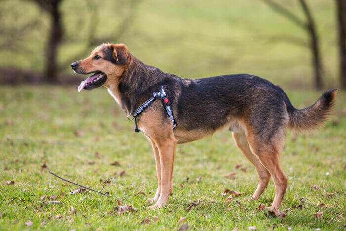 No-pull harness "Pianissimo" - Image 2
