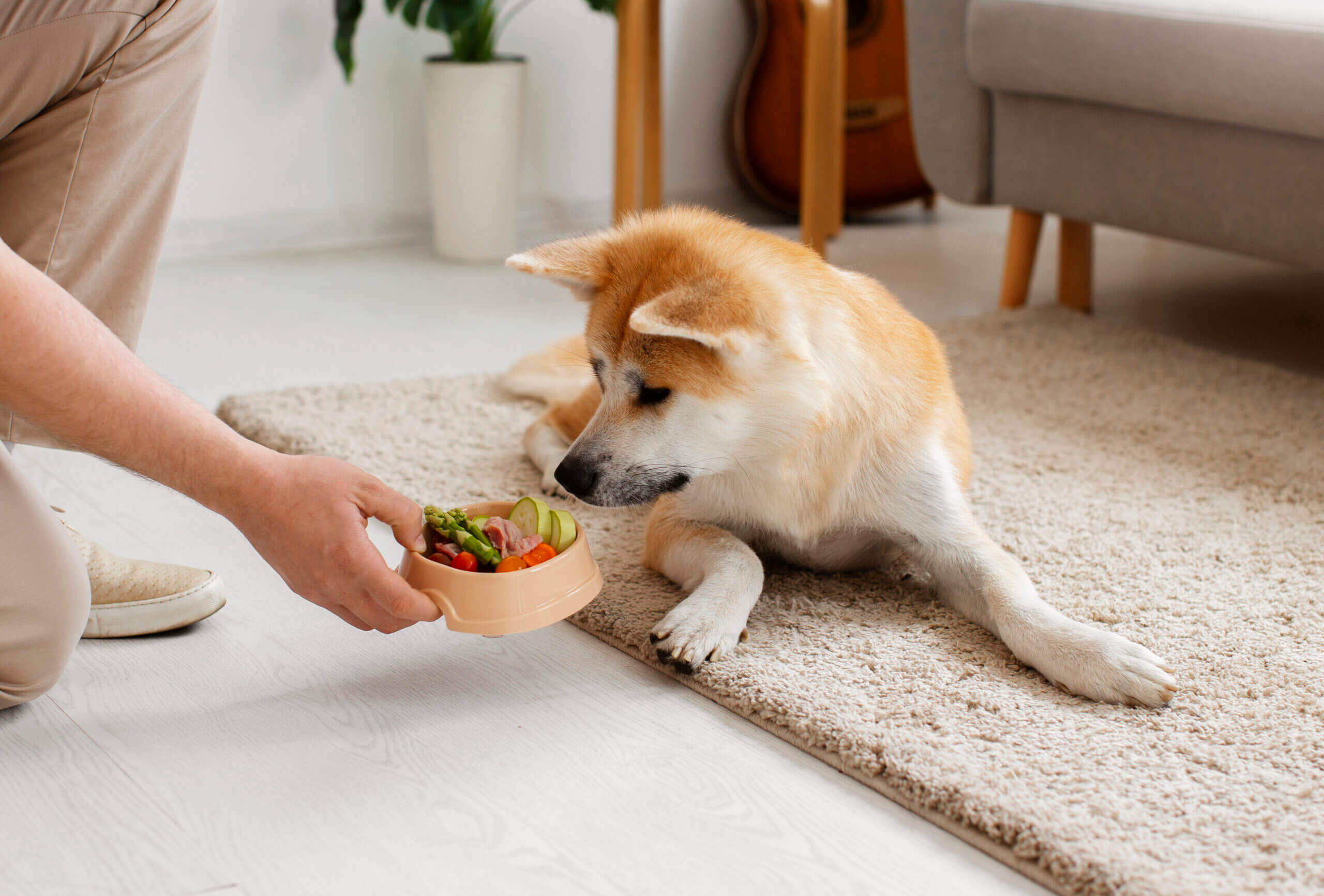 dog-taste